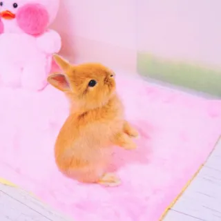 🐰 rabbit, bunny, animal, cute, pet, mammal, small, furry whatsapp sticker