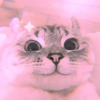 🐾 Katze, süß, Tier, Haustier, Kätzchen, Haustier whatsapp sticker