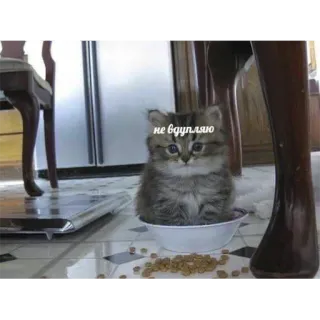 🧐 не вдупляю cat, kitten, bowl, pet, animal telegram sticker