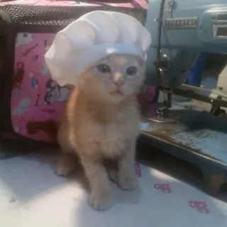🧑‍🍳 gatto, gattino, cappello da chef, animale, carino, cucina telegram sticker