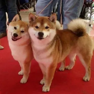 🐗 dog, Shiba Inu, pet, animal, cute, domestic animal, dog breed telegram sticker