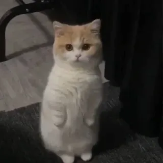 😳 猫, 站立, 动物, 宠物, 可爱, 家养, 小猫 telegram sticker