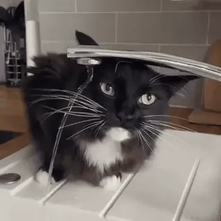 ❤️ chat, évier, eau, animal de compagnie, animal, noir et blanc, robinet, drôle whatsapp sticker