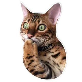 🐱 gato, animal, mascota, mamífero, animal doméstico, lindo, gato bengalí, pensando telegram sticker