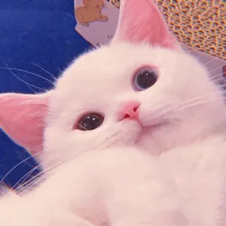 🧁 kot, słodki, biały kot, zwierzę, zwierzak, kociak telegram sticker