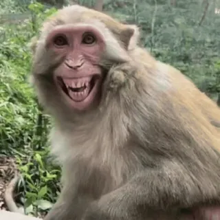 😆 monkey, animal, primate, smile, teeth, funny, wildlife telegram sticker