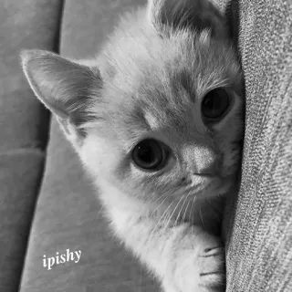 🕸 ipishy 小猫, 猫, 可爱, 宠物, 动物, ipishy telegram sticker