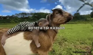 😳 вотета ты каззол ลิง, แพะ, สัตว์, ตลก, มีม, น่ารัก telegram sticker