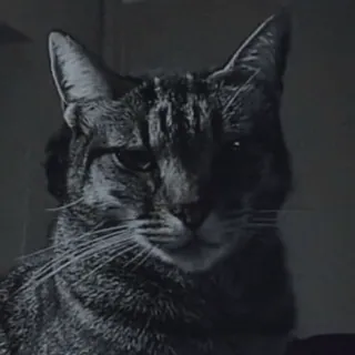 😾 고양이, 동물, 애완동물, 고양이과, 집고양이, 얼룩무늬 고양이, 포유류 whatsapp sticker
