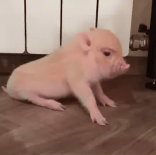 🐷 Schwein, Ferkel, Tier, süß, Haustier, Minischwein whatsapp sticker