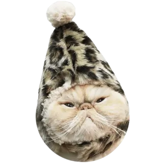 😠 cat, hat, animal, funny, cute, pet telegram sticker