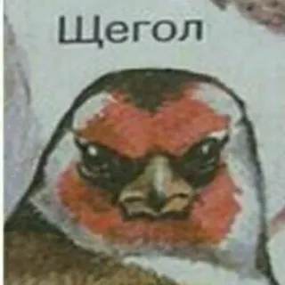 😏 Щегол uccello, cardellino, Щегол, animale, fauna selvatica, volatile telegram sticker