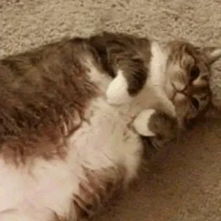 🐱 猫, 动物, 家猫, 宠物, 可爱 telegram sticker