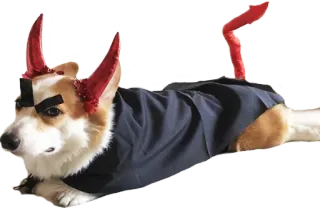 😈 perro, diablo, disfraz, corgi, cuernos, cola whatsapp sticker