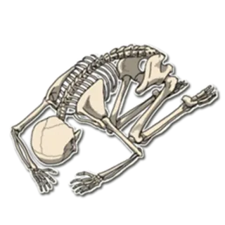 😩 scheletro, anatomia, ossa, umano, cranio, morte telegram sticker