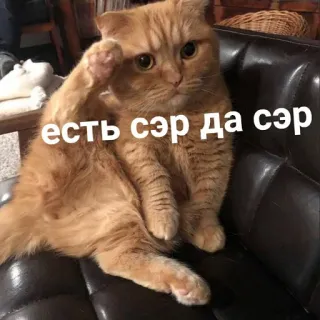🫡 есть сэр да сэр แมว, สัตว์, น่ารัก, มีม, ตลก, รัสเซีย, คำทักทาย telegram sticker