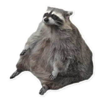 🐷 raccoon, animal, wildlife, mammal, furry telegram sticker