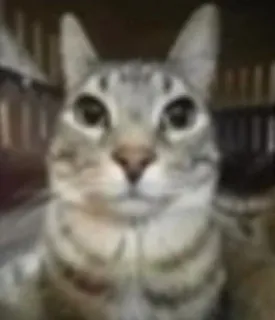 😳 chat, animal, animal de compagnie, félin, chat domestique, chat tigré telegram sticker