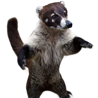 👍 coatí, animal, mamífero, fauna, naturaleza whatsapp sticker