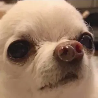 🙃 dog, chihuahua, animal, pet, close-up telegram sticker