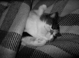 🖇 cat, kitten, sleeping, blanket, animal, domestic, pet telegram sticker