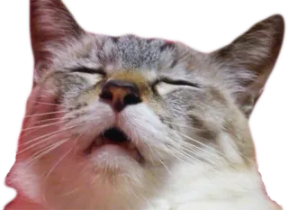 😫 cat, animal, feline, domestic cat, pet telegram sticker