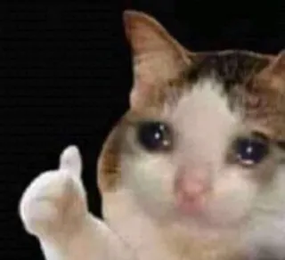 😭 cat, animal, meme, sad, thumbs up, okay, internet meme whatsapp sticker