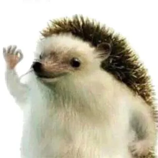 👌 hérisson, animal, mignon, mammifère telegram sticker