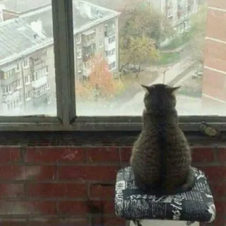 😺 chat, fenêtre, pluie, extérieur, tabouret, mur de briques, animal de compagnie, appartement telegram sticker
