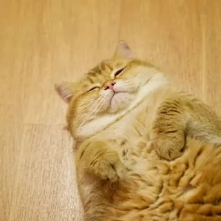 🐱 kucing, imut, hewan, domestik, hewan peliharaan, kucing emas, kucing tidur whatsapp sticker