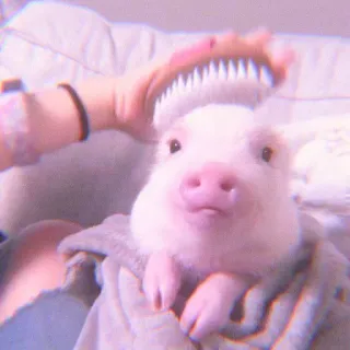 🐽 pig, cute, animal, pet, pink, brush telegram sticker