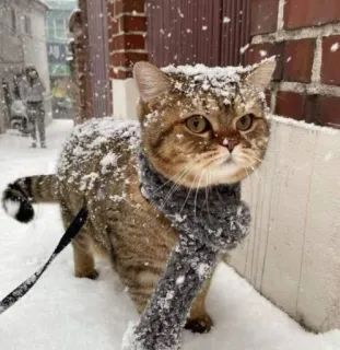🤩 cat, snow, winter, animal, scarf, pet telegram sticker