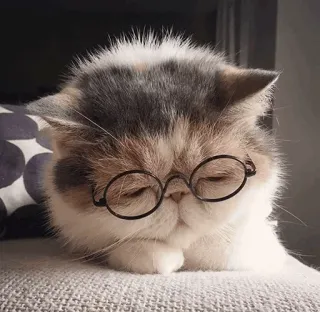 🐾 猫, メガネ, ペット, 動物, かわいい, 家庭, ネコ科 telegram sticker