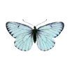 🦋