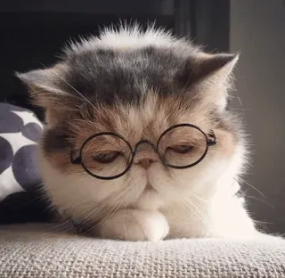 🐈 kat, bril, dier, schattig, huisdier telegram sticker