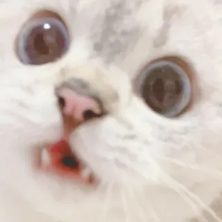 🐱 cat, kitten, animal, pet, cute, meme telegram sticker