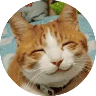 😛 chat, joyeux, mignon, animal, orange telegram sticker