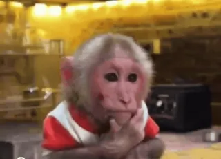 😳 monkey, thinking, animal, cute, primate telegram sticker