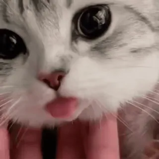 🏵 gato, gatinho, animal de estimação, animal, fofo, gato doméstico, felino telegram sticker