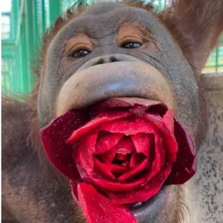 🌹 telegram sticker