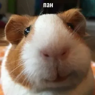 ☺️ пан cochon d'Inde, animal, mignon, animal de compagnie, rongeur telegram sticker