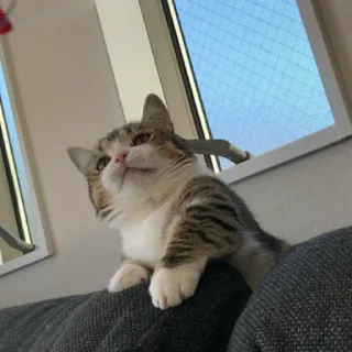 🦄 gato, ventana, mascota, lindo, animal, doméstico telegram sticker