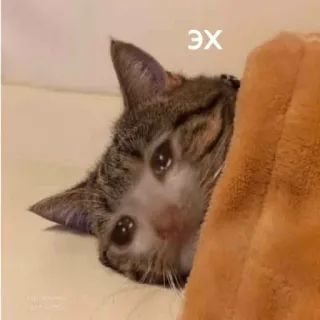 🐕 ЭХ gato, triste, meme, fofo, animal de estimação, animal, ex telegram sticker