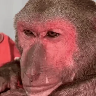 😢 monkey, animal, primate, mammal whatsapp sticker