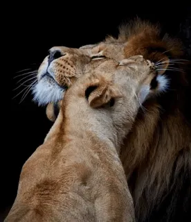 😍 львы, животные, любовь, привязанность, дикая природа, большие кошки telegram sticker