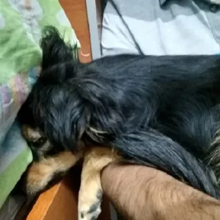😔 pies, zwierzę domowe, zwierzę, zwierzę domowe, słodki, portret telegram sticker