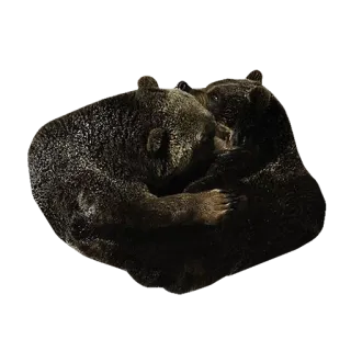 ❤ bears, animals, wildlife, cubs, nature, mammals telegram sticker