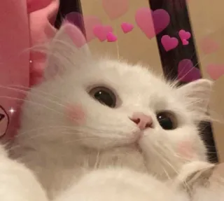 😸 kat, witte kat, schattig, hartjes, roze, dier telegram sticker