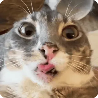 😦 telegram sticker