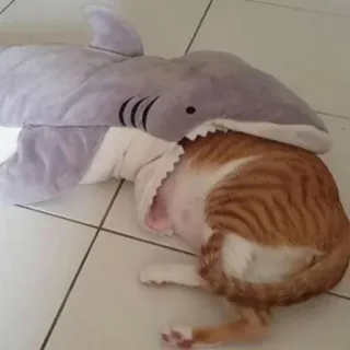 😵 chat, requin, animal, animal de compagnie, jouet, drôle telegram sticker